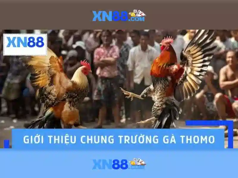 Xn88: Giới thiệu về nền tảng cược trực tuyến