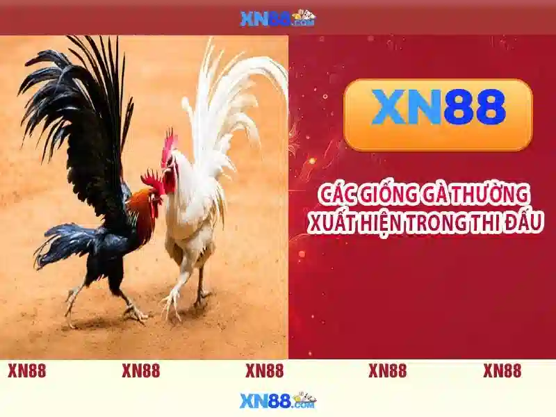 Lịch sử và nền tảng