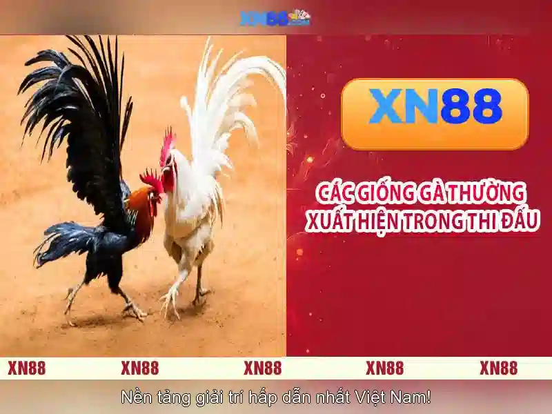 Hỗ trợ và cộng đồng