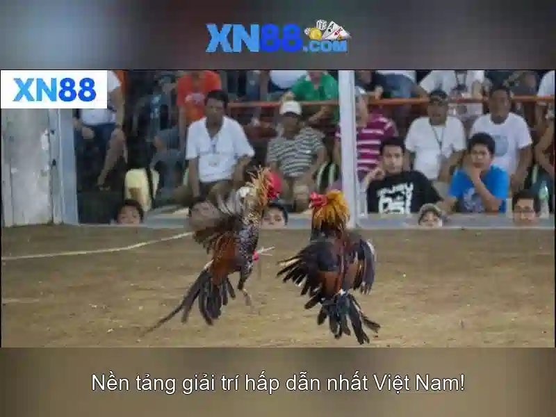 xn88: Giới thiệu nền tảng giải trí và cá cược trực tuyến