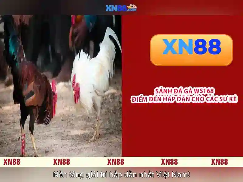 Trải nghiệm người dùng và phản hồi cộng đồng của xn88-mobi