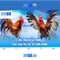 xn88 là một cái nhìn tổng quan