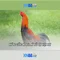 xn88: nền tảng giải trí trực tuyến an toàn và đa dạng