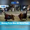 xn88 — Một cái nhìn tổng quan về nền tảng trò chơi trực tuyến